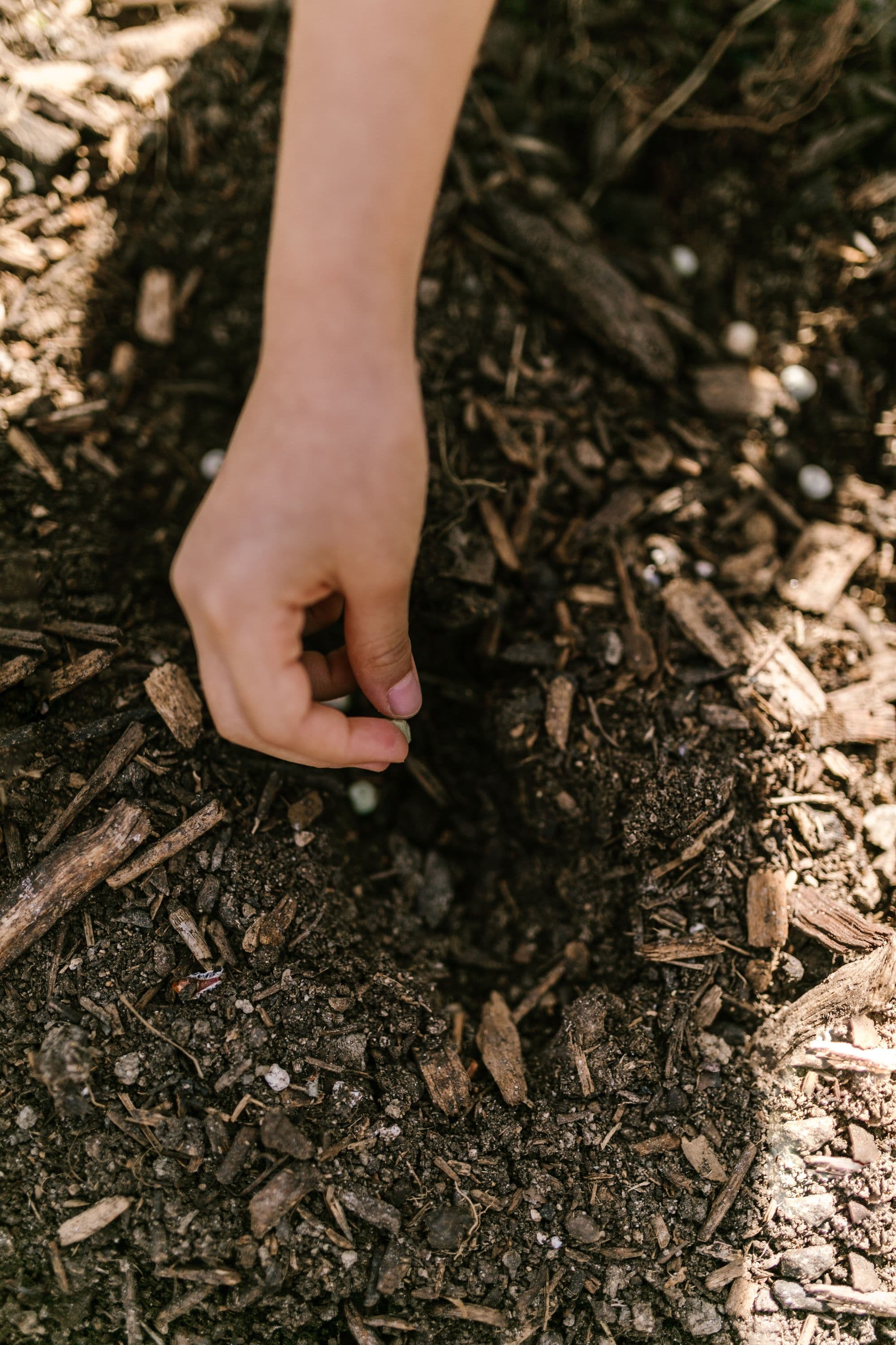 A hand placing a seed into dark garden soil