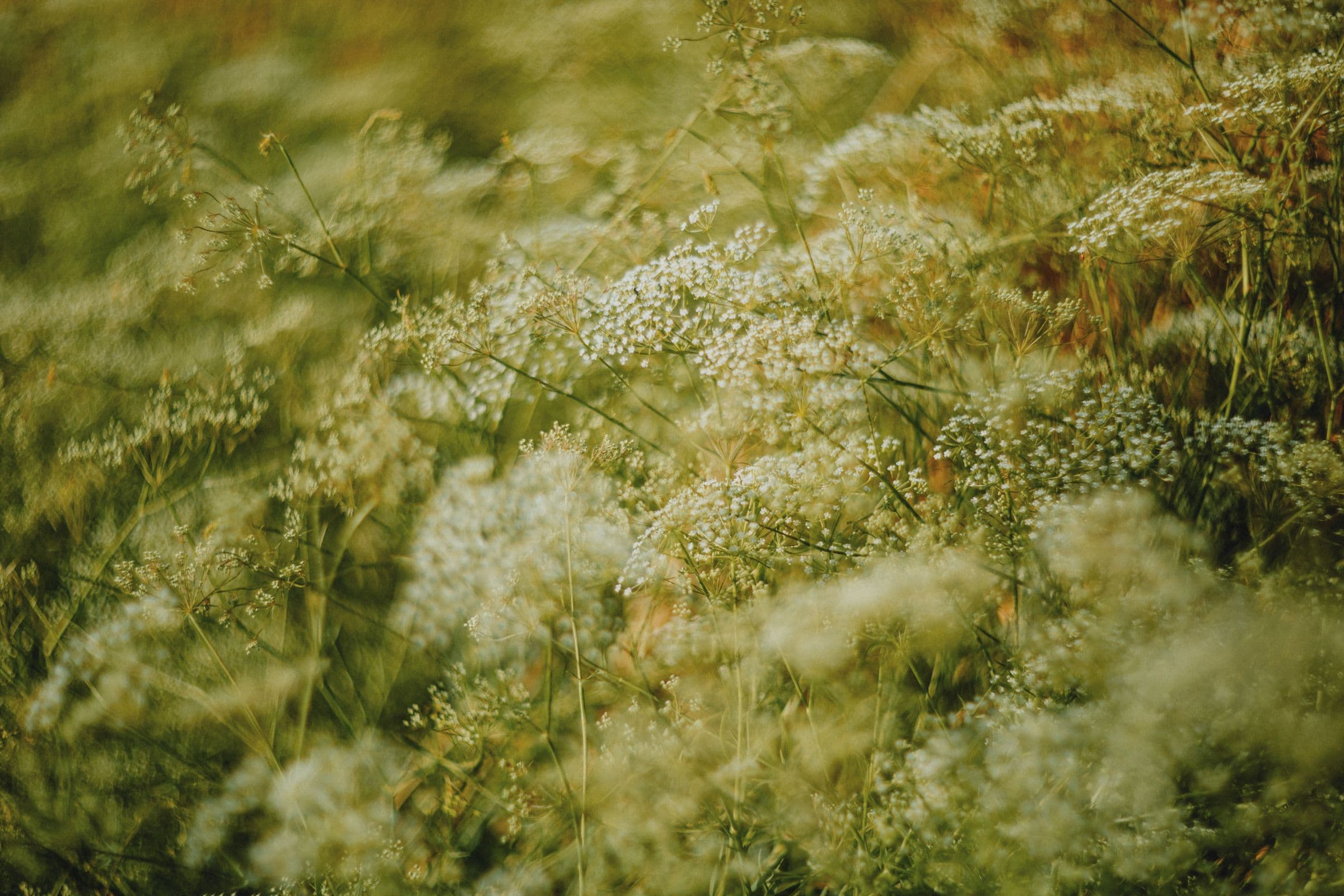 White wildflowers in a soft, sunlit meadow